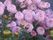 施設の庭には四季折々の草花や木が植えられている。天気の良い日には外に出て鑑賞したり、手で触れたり、自ら栽培したりして楽しんでいただける。