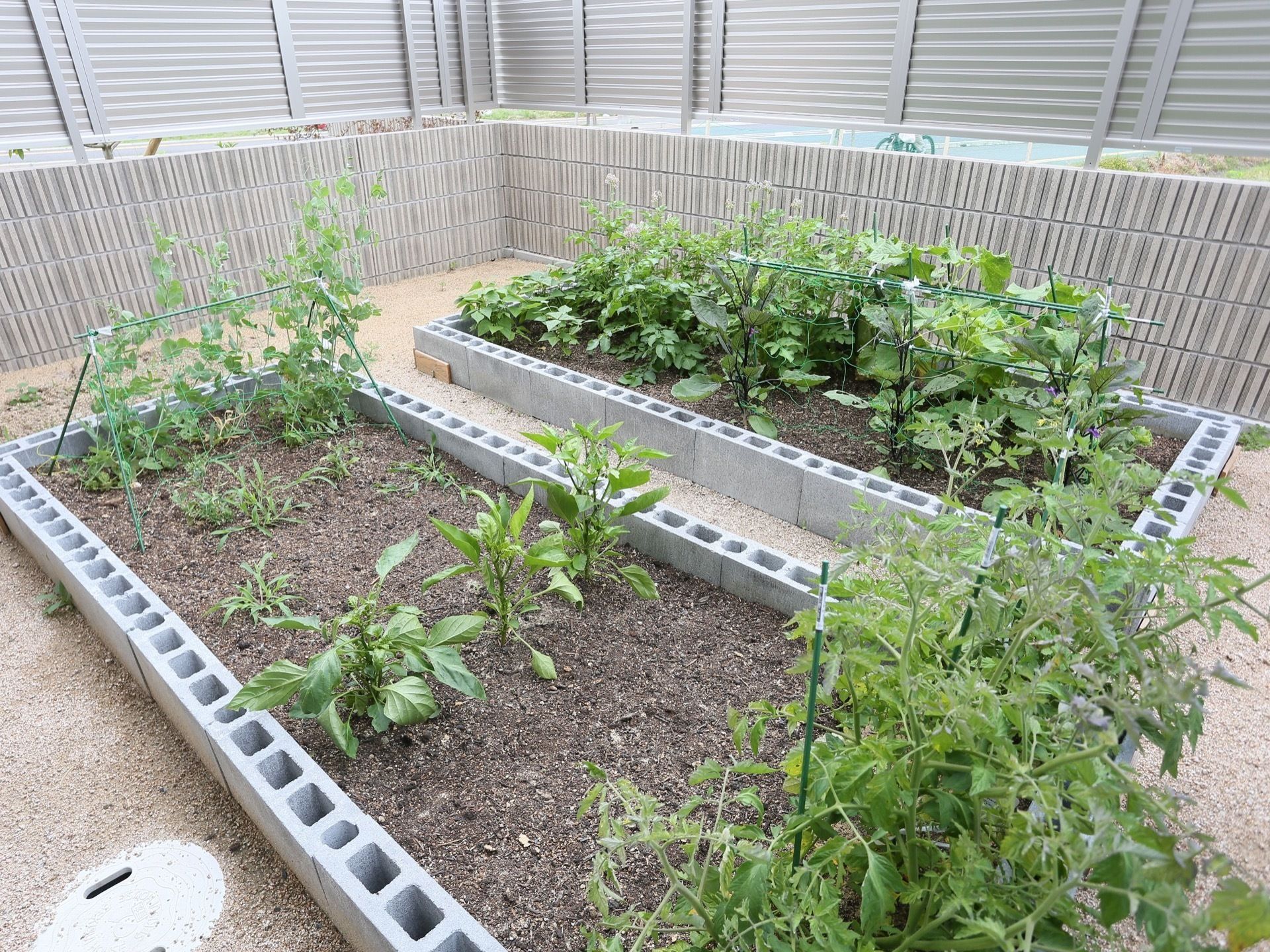 コンクリートブロックで造られた長方形の菜園スペースが２つあり、ナスやキュウリ、ハーブなどの植物が元気よく育っている。