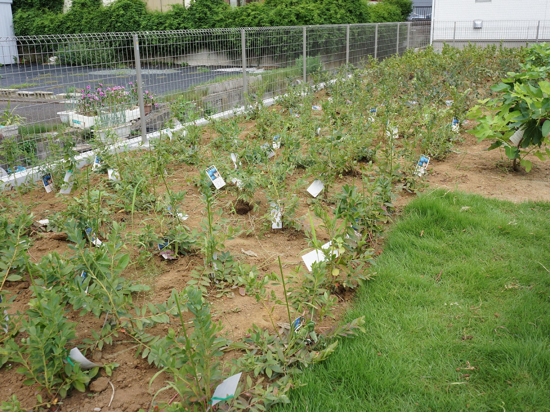 畑が正面に広がっている。左側には多くの植物が植えられており、右側は芝生になっている。左端から奥にかけて柵が立っている。