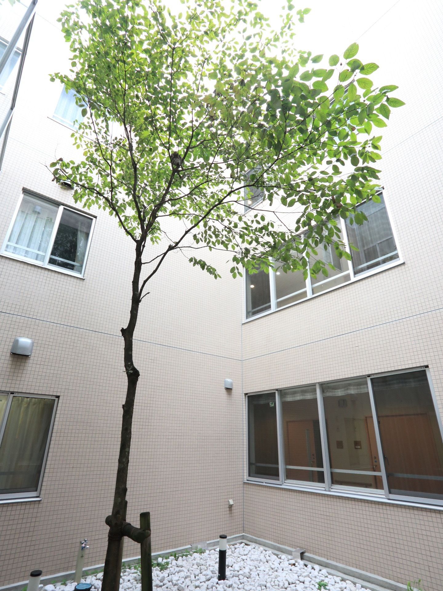 砂利の上に１本の木が生えている中庭である。筒抜けになっていて、建物の中から見下ろすことができ癒やされる。