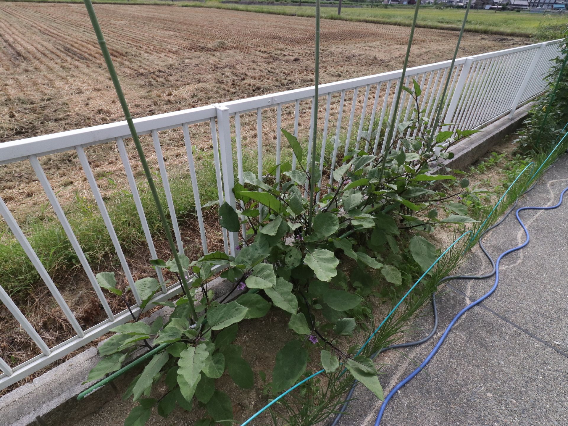 施設内には家庭菜園がある。季節の野菜を楽しむことができる。緑のある空間でリフレッシュをすることができる。
