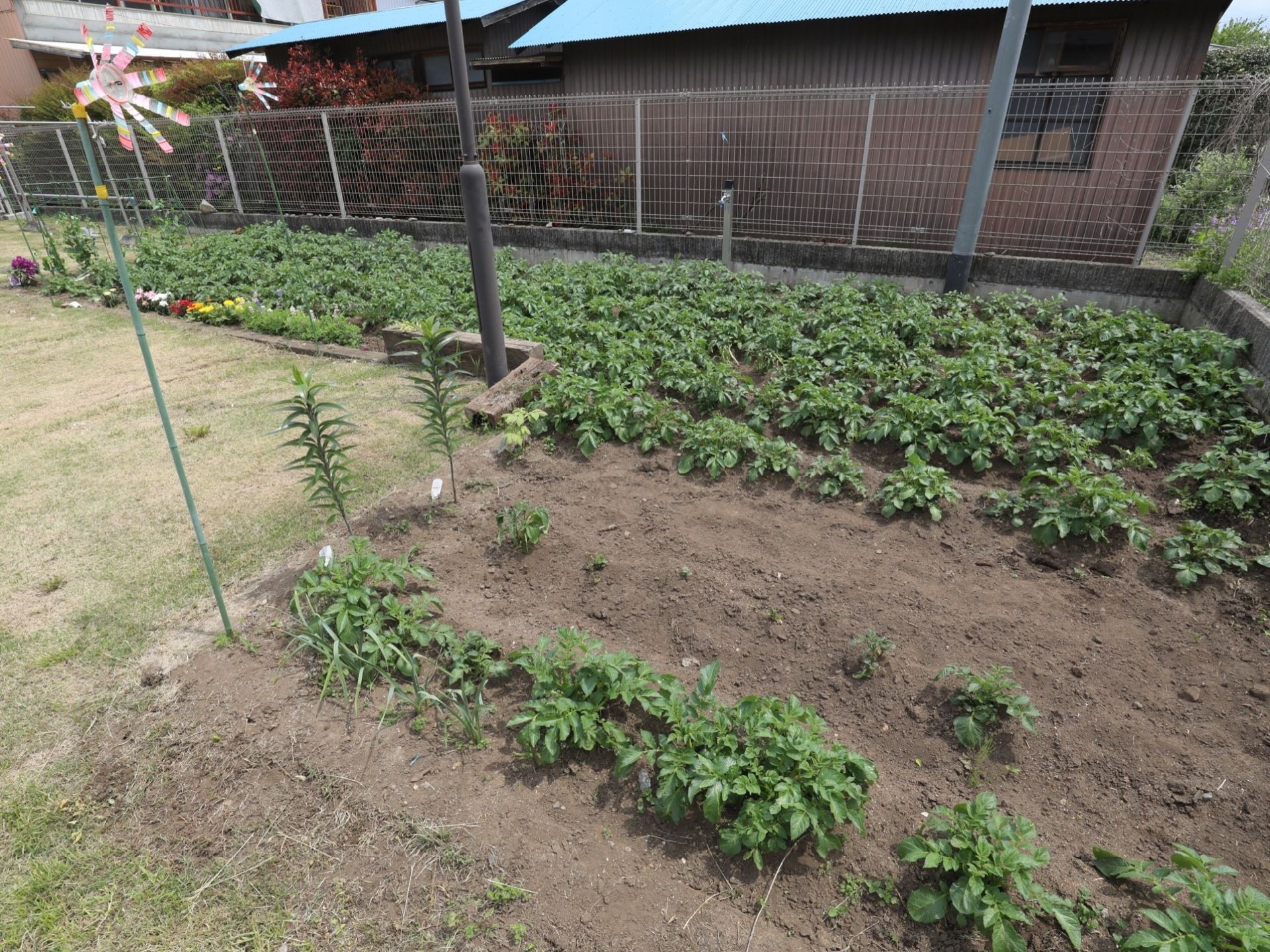 施設の敷地には菜園が設置されている。お花などが植えられており、自然に親しむことができ、リフレッシュすることができる。