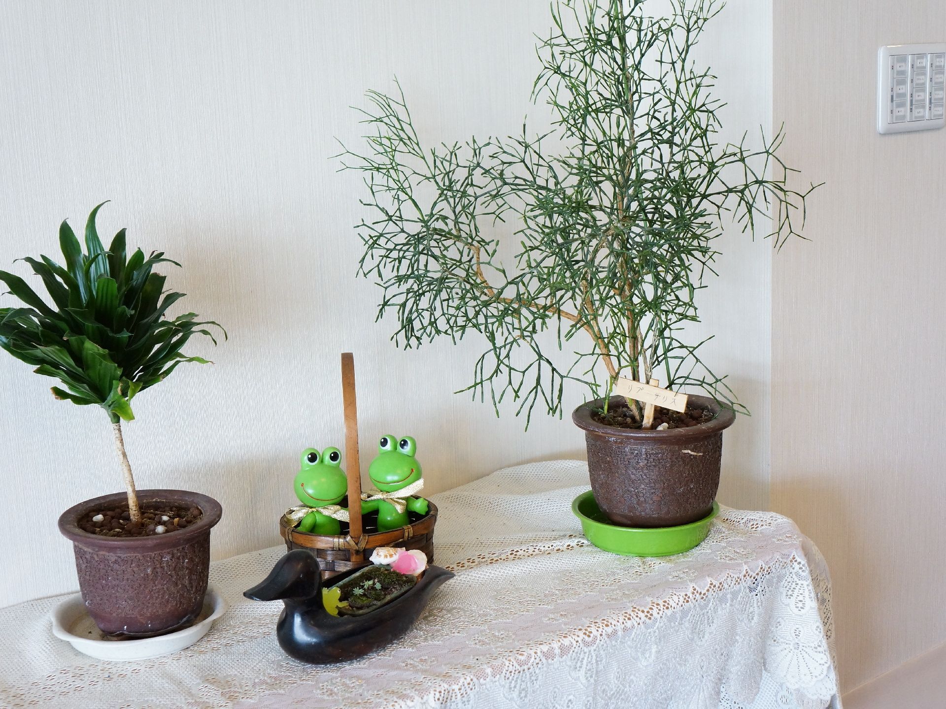 両サイドに茶色の植木鉢に入った植物、真ん中にはカエルの置物がある。植木鉢と置物は机の上にのっている。