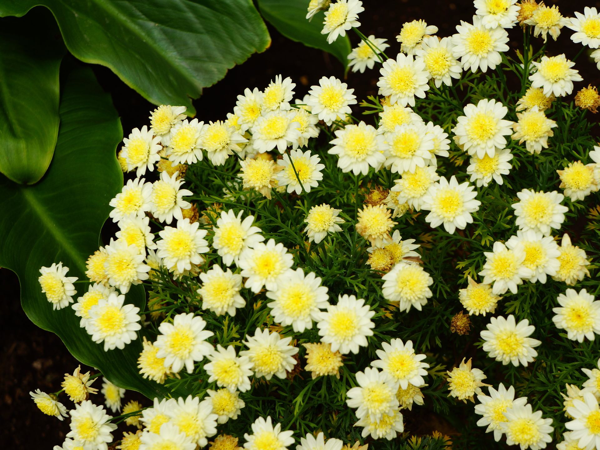 黄色く、背の小さい花がたくさん咲いている。薄い黄色の花びらの中心部分は濃い黄色で、葉の部分は細く尖っている。