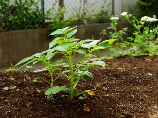 愛情たっぷりの作物