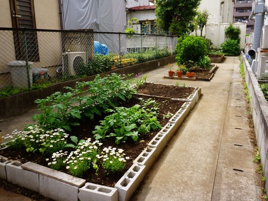 花と野菜が混在する花壇