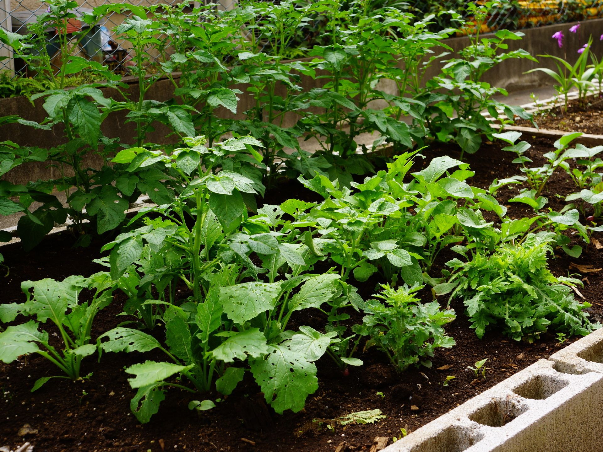 おにだか農園の作物たち。農薬を使っていないのか、葉っぱには虫食いの穴が多く開いている。どれも濃い緑で、元気に育っている。