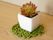 白く角ばった植木鉢に入った多肉植物の造花である。鉢の下にはフェルト製の緑色のコースターが敷かれている。