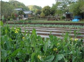 奥に緑の野菜、その手前にビニールでマルチングされたうね、一番手前に黄色い花の咲く植物が植えられた畑