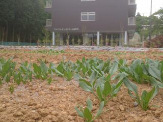 広々とした農園が広がっている。その中には多くの植物が植えられており、入居者様が土いじりを楽しむことができる。奥には施設がある。