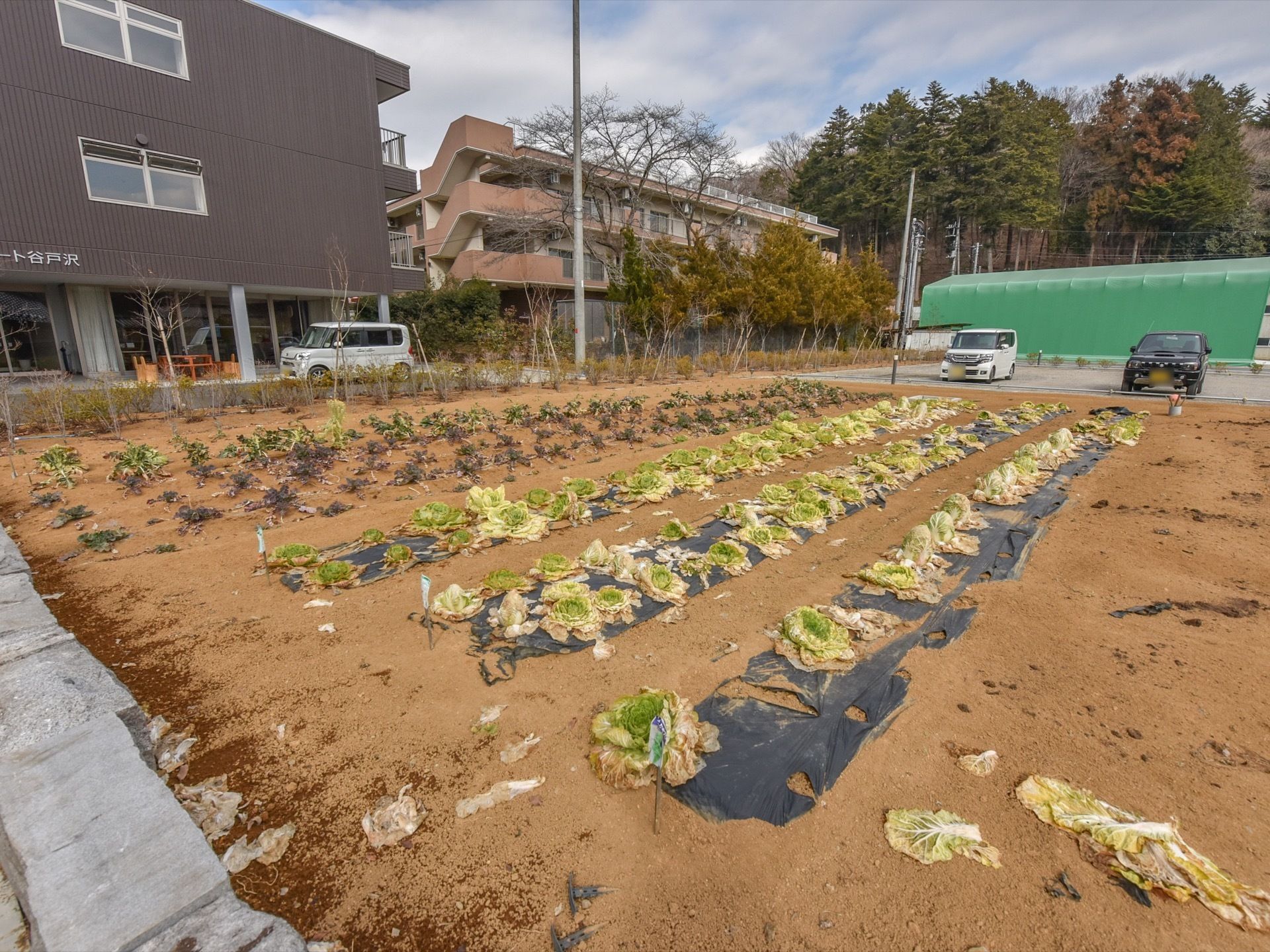 広い畑には、たくさんの野菜が育てられている。主に白菜が育てられており、その数は数十個に及ぶ。畑の奥には駐車場もある。