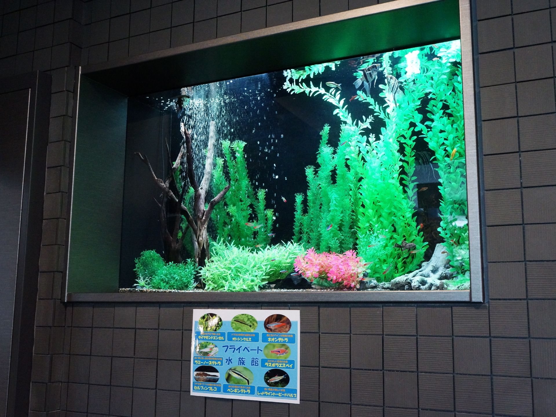 泡立っている水槽の中には植物が群生しており、たくさんの種類の魚が集団で泳いでいる様子も見ることができる。