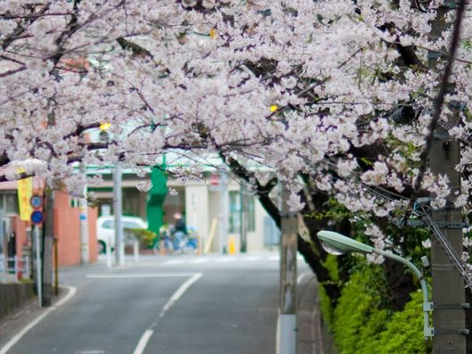 桜坂