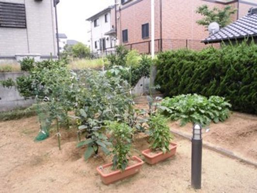 家庭菜園