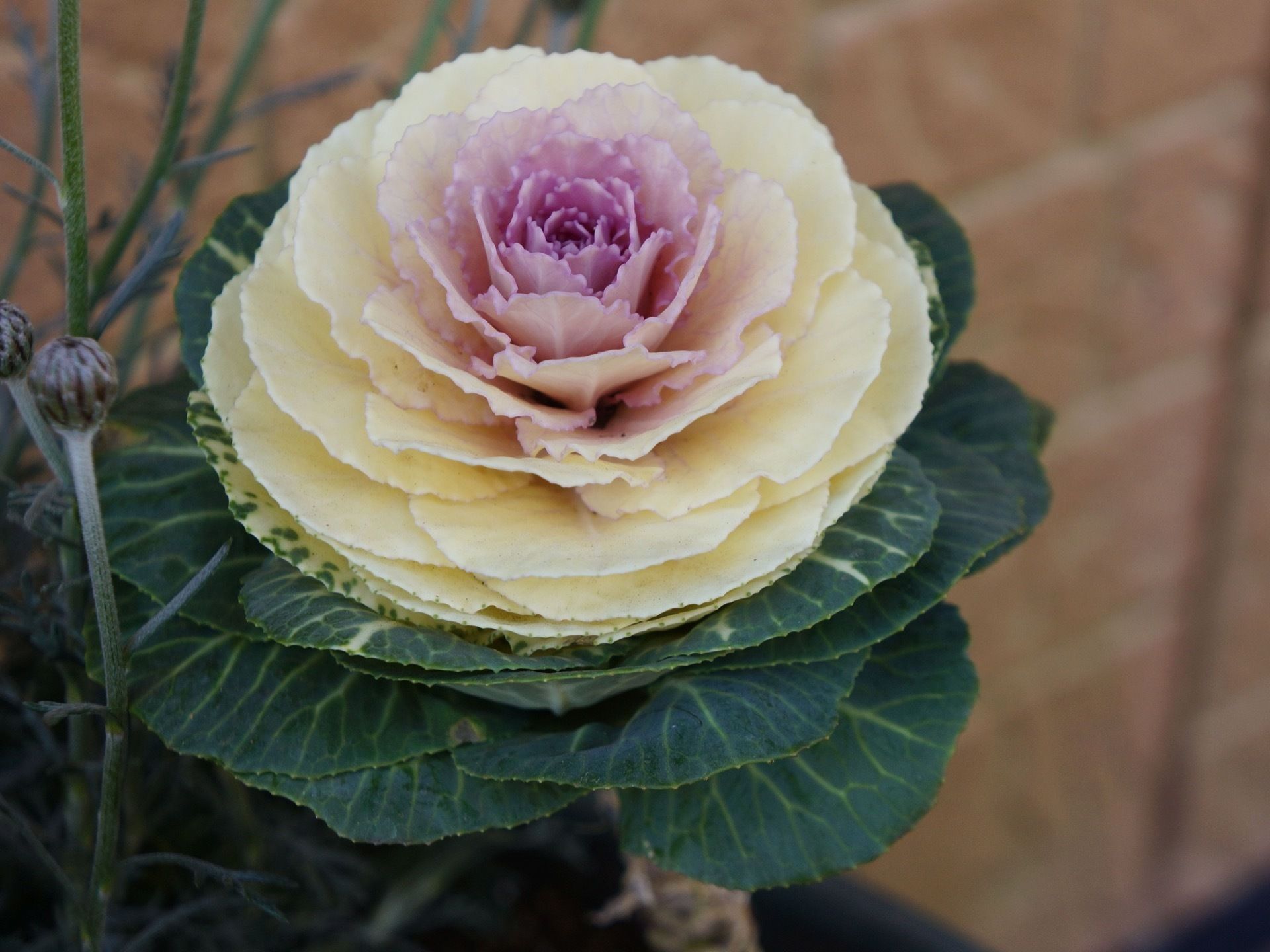 玄関の横に設置されている郵便受けの下には、葉牡丹などの花が寄せ植えされているプランターが置かれている。