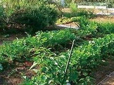 野菜の葉が地面から大きく出ており、それがきれいに一列に並んでいる。奥にも畑があり、さまざまな野菜が植えられている。