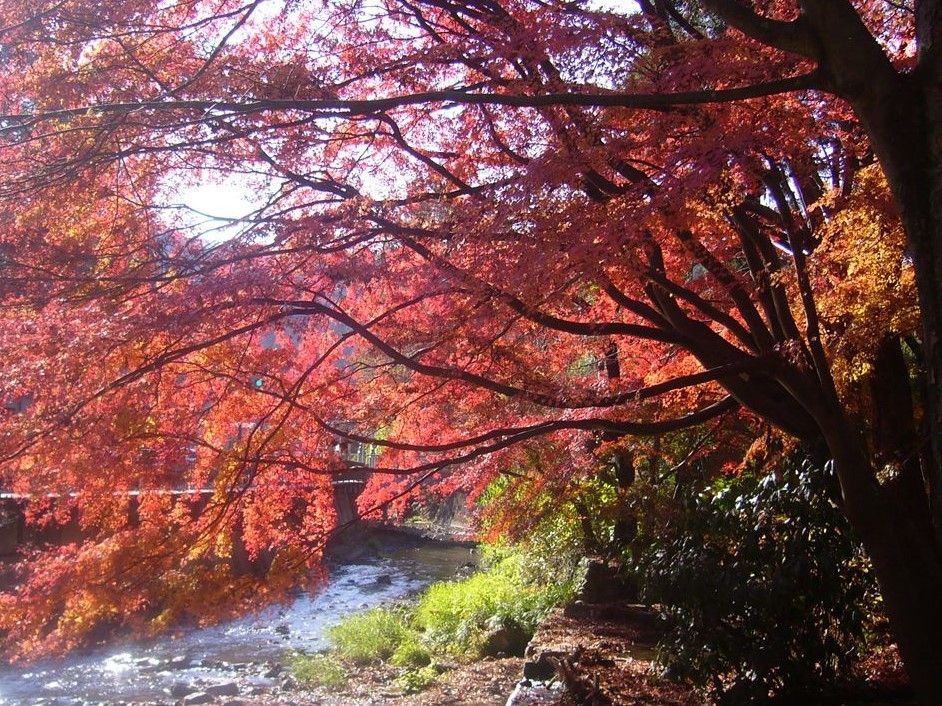 施設の近くには、お散歩にぴったりな川沿いの道がある。秋には、とてもきれいな紅葉を楽しんでいただける。