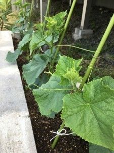 支柱につるを巻き付けて育っている野菜が植えられている家庭菜園