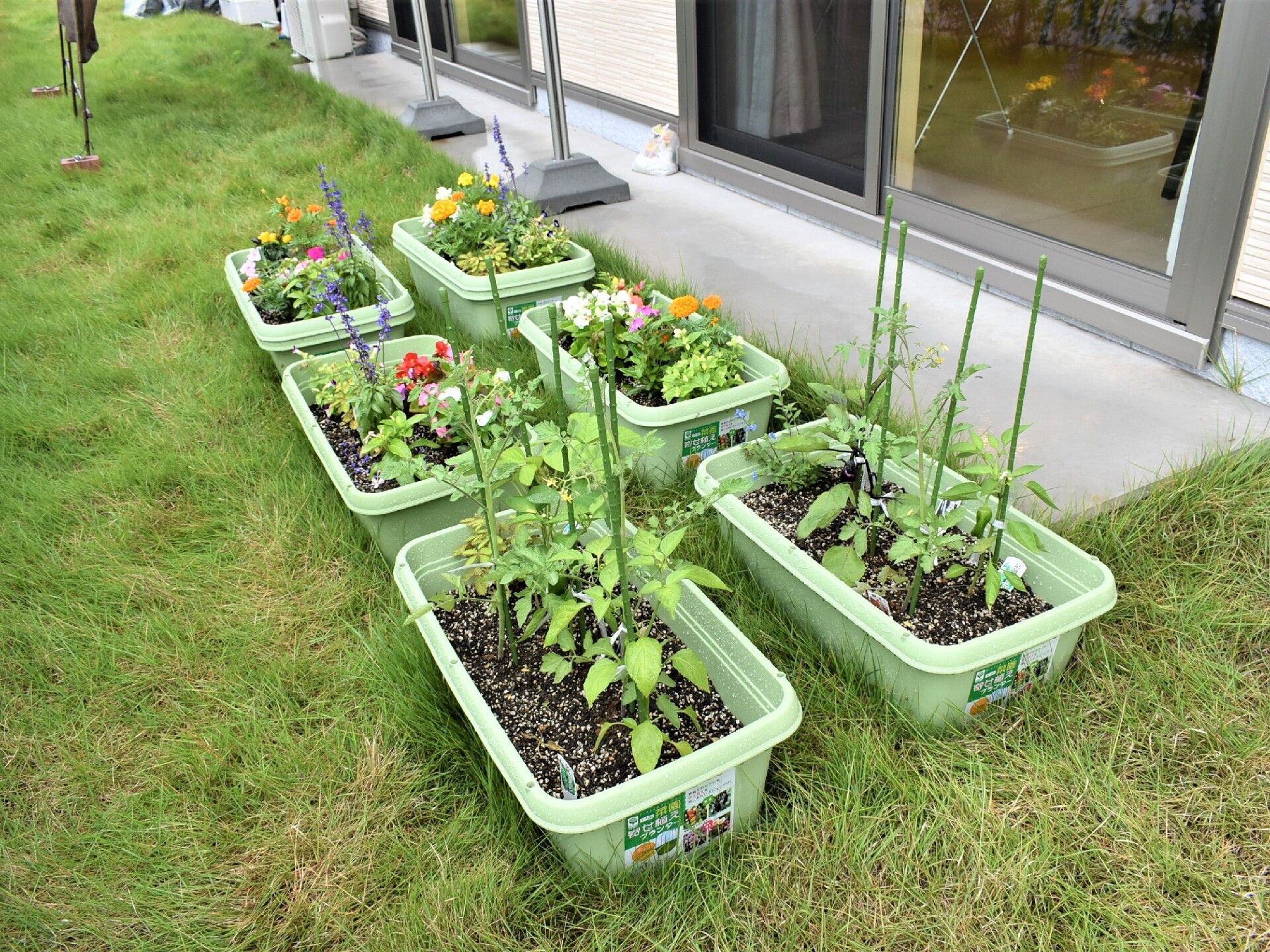 芝生が敷かれた庭の一角には黄緑色のプランターが複数置かれ、それぞれのプランターに野菜や花が植えられている。