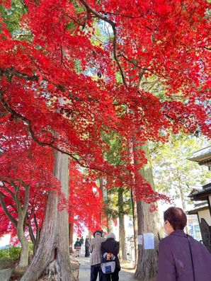 イベント（紅葉狩りツアー)