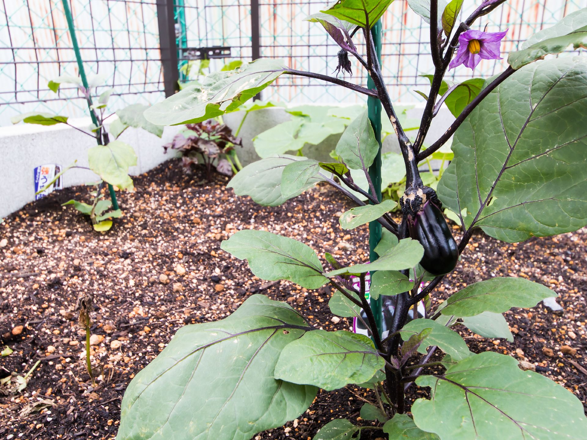野菜の苗などを育てている、フェンスの近くにある家庭菜園