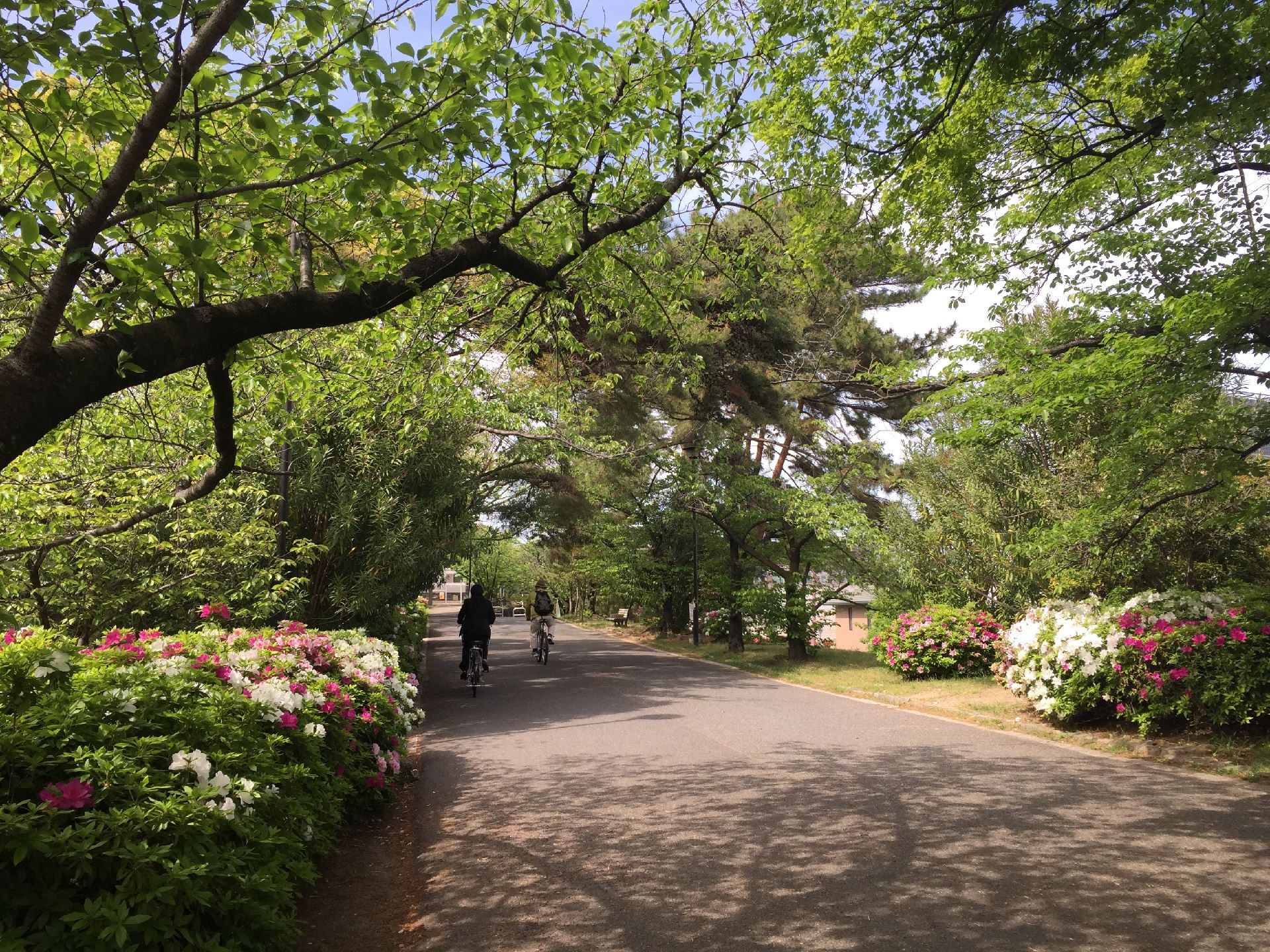 アスファルトで舗装された道路の両サイドには、色とりどりの花や木々が植えられている。散歩コースとして最適である。