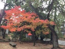 豊かな自然に囲まれた公園である。緑の葉の中に紅く染まっている葉の木もあり、目の前の広場にはベンチが設置されている。
