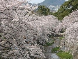 ホーム周辺には桜の名所があり、毎年綺麗な桜を楽しむことができる。中央には小川が流れており、奥に山がそびえ立っている。