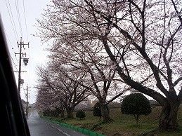 社車の窓から見える、道路沿いに規則正しく植えられている桜の木