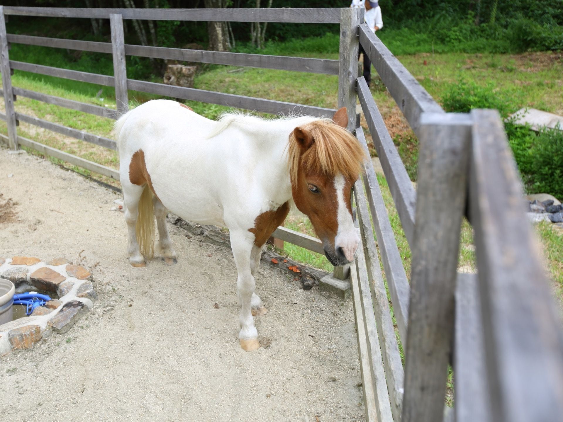 施設敷地内の一角で動物を飼っている。柵の近くに動物が立っていて、その近くに、掘って作られた水飲み場がある。