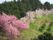 食堂の窓の外には土手の景色が広がっている。桃や桜の木は季節ごとに表情を変え、美しく花開く様子も眺めることができる。