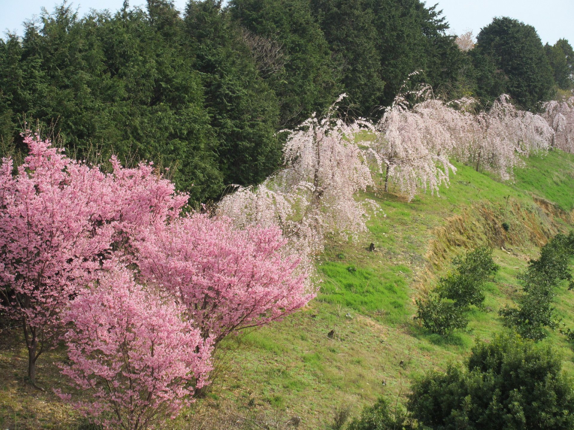 毎年春になると、施設から眺めることのできる満開の桜