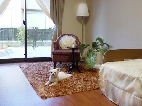 ベランダ付きでフローリング、一人掛けのソファーが置かれチワワがくつろいでいる個室