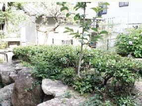 石庭に色々な緑の木が植えられている。木に花が咲く様子などを、季節を追って楽しむことができる。休息の場所として最適である。