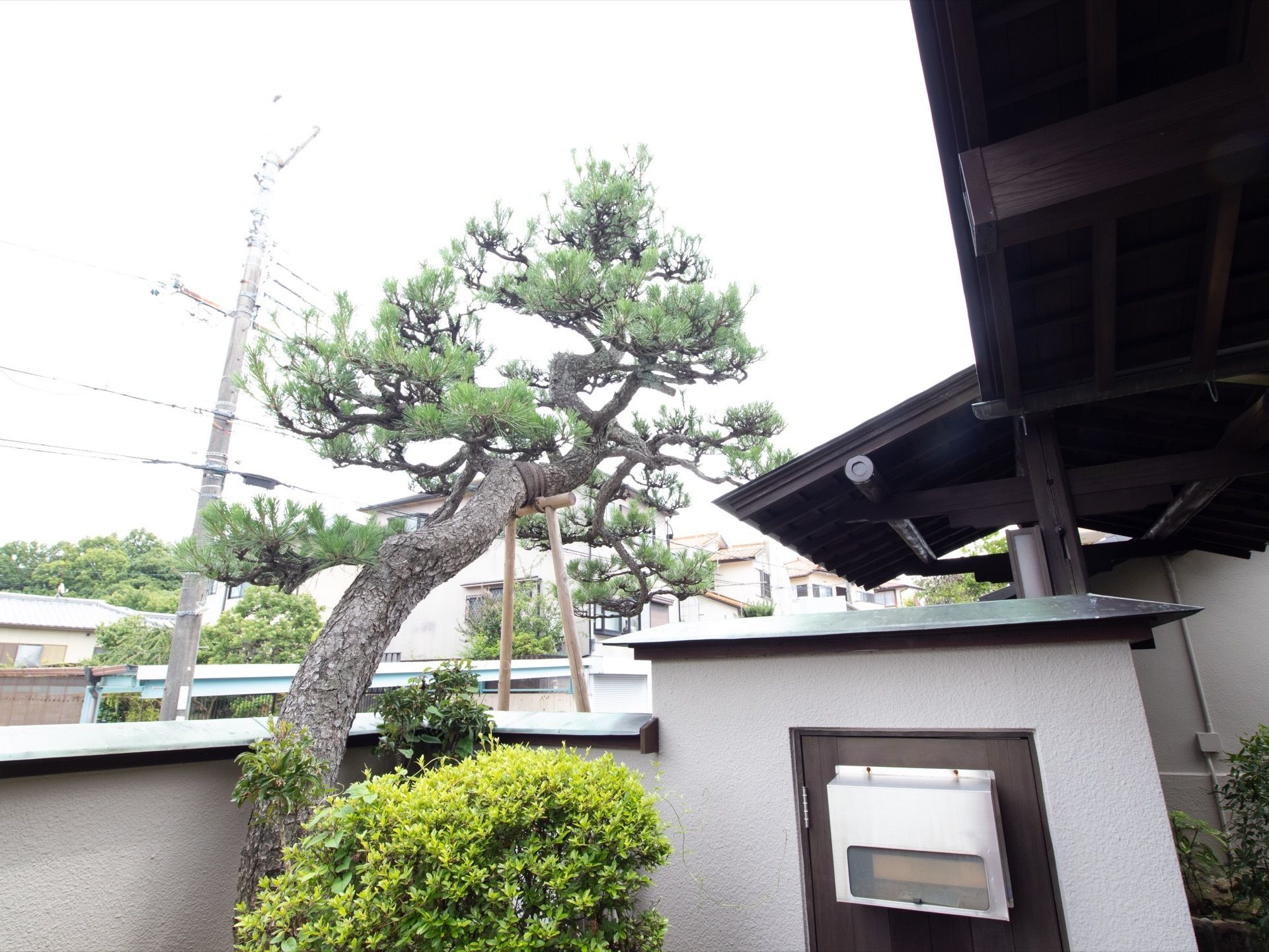 建物の周りを囲っている塀と立派な松の木がある。きちんと刈り込まれている植え込みがあり、情緒のある風景を感じられる。