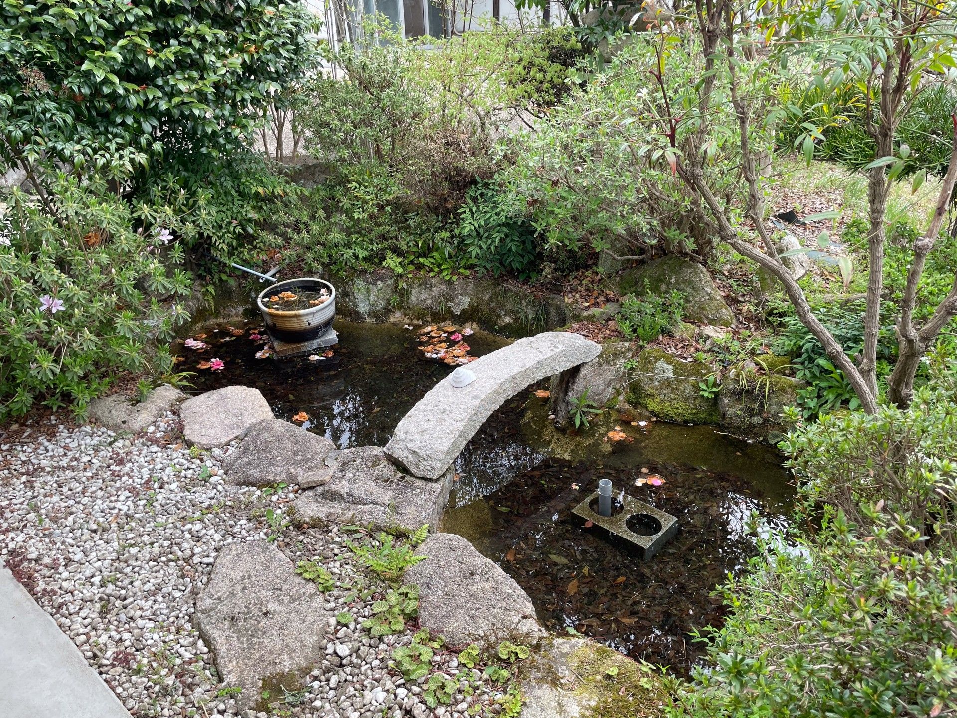 静かな庭の小さな池