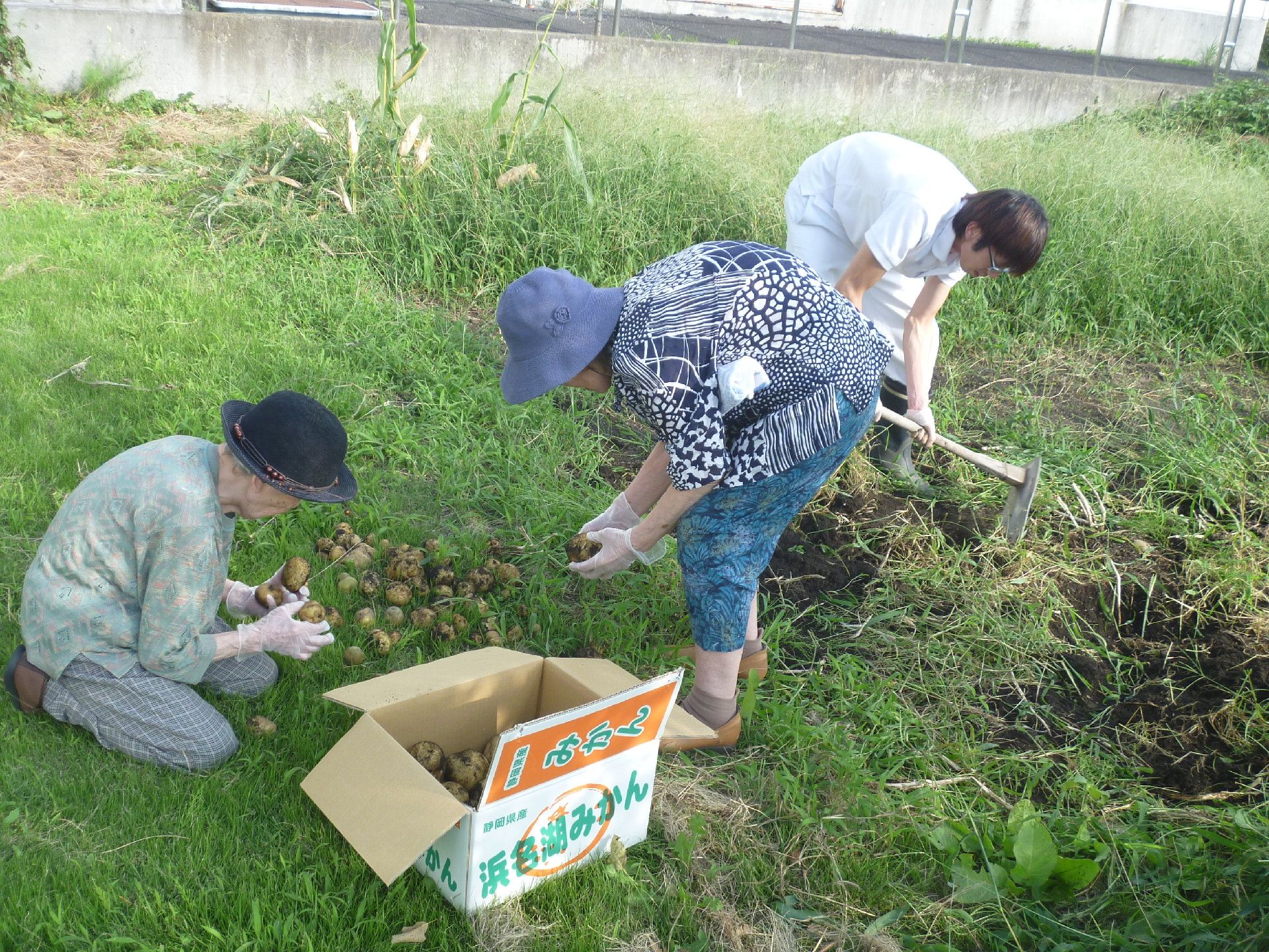 敷地内の広い畑で育てたジャガイモをスタッフと２人の入居者様が一緒に収穫している。生活リハビリの一環にもなっている。