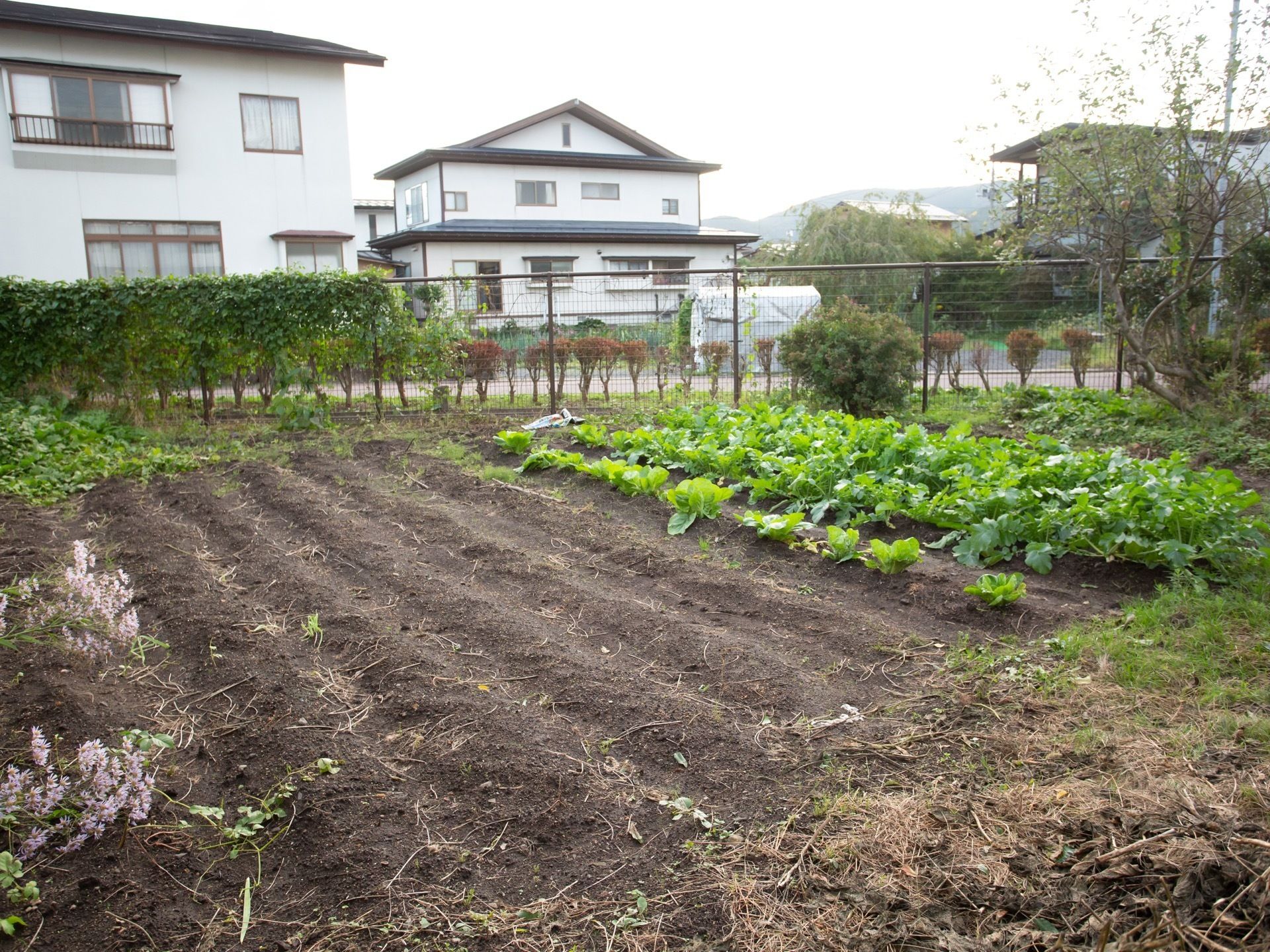 広々とした畑があり、道路との境界にはフェンスが設けられている。中央には10本ほどの畝が作られ、主に冬野菜が育てられている。