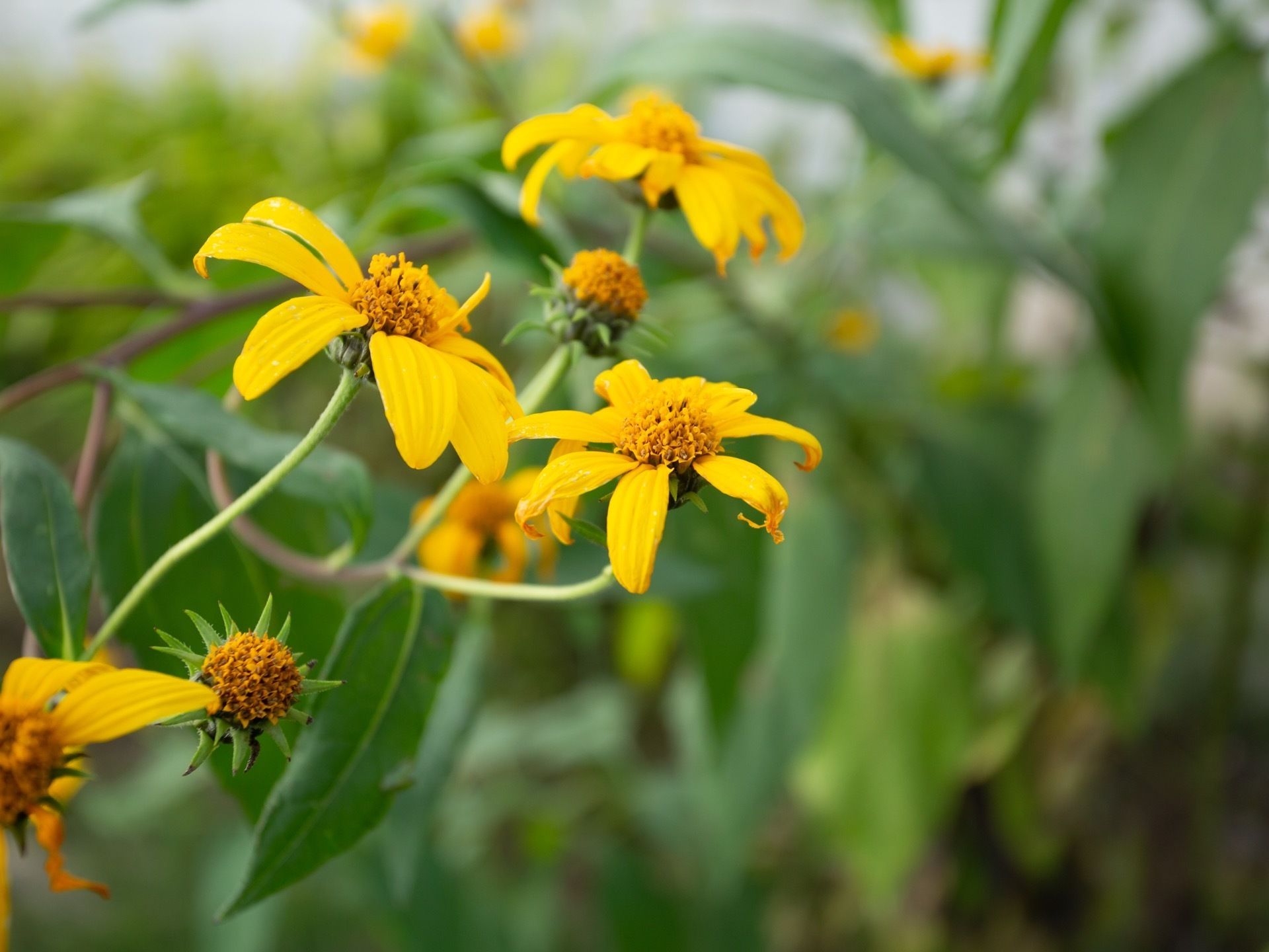 施設の庭に植えられている植栽である。黄色の花びらをもつ花がたくさん咲いており、緑色の葉が茂っている。