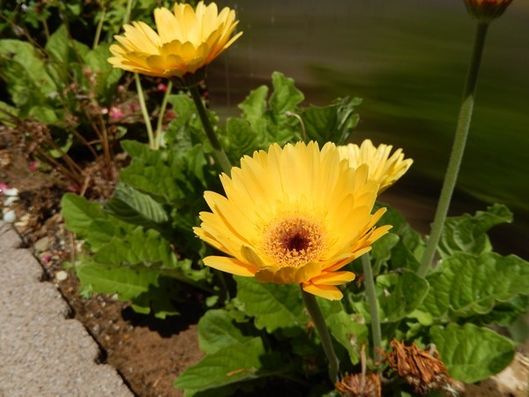 花壇