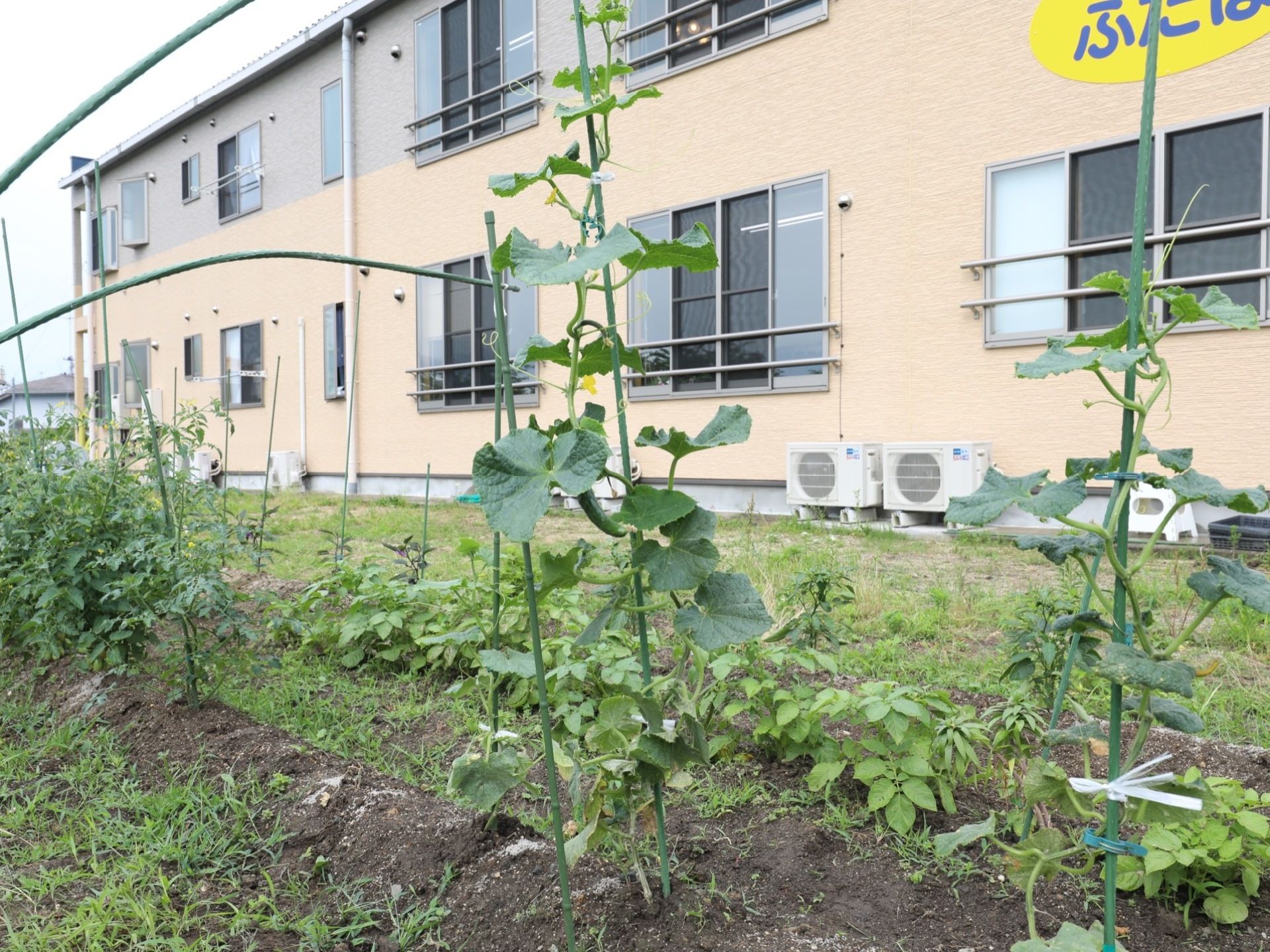 施設の建物のそばに、さまざまな種類の植物が植えられている。写真手前のツタ植物には、大きなキュウリがなっている。