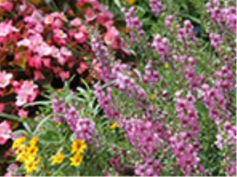 敷地内に完備されたガーデンではスタッフが丹精込め、四季折々の花々を咲かせ入居者様にお喜びいただいている。