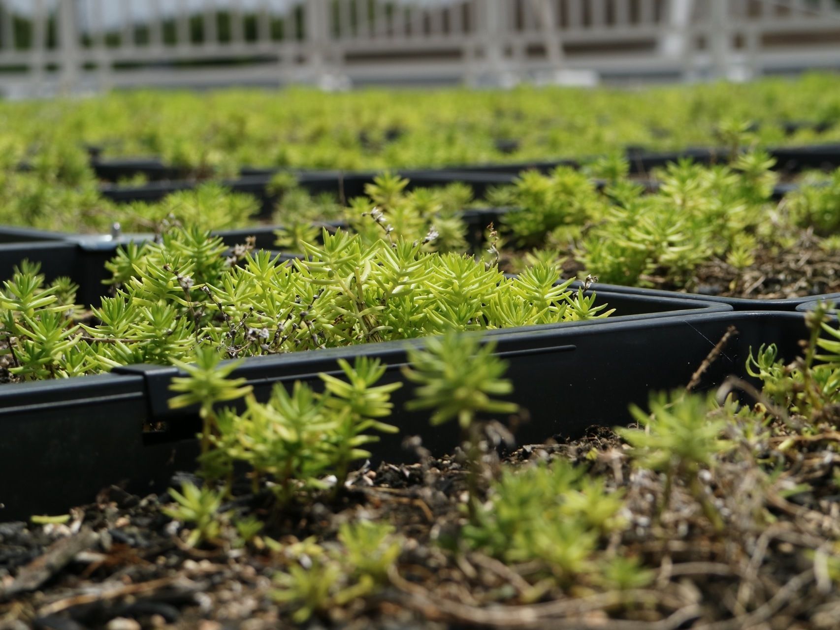 屋上に置かれた複数の黒いプランターに小さな植物が植えられている。奥には、転落防止用の柵が設置されている。