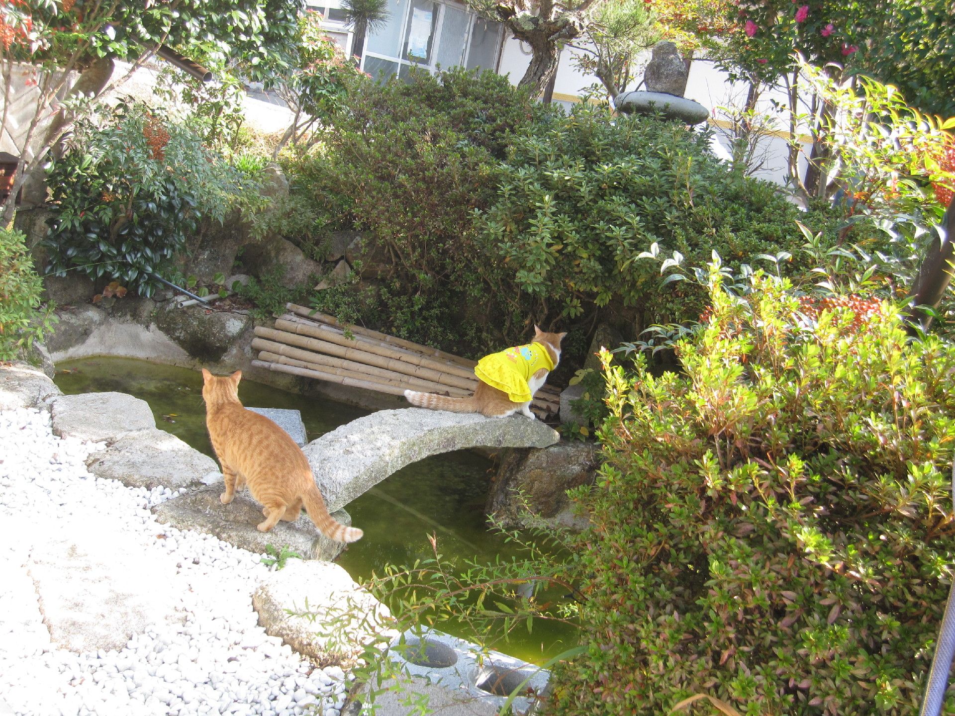 立派な石造りの池がある和風庭園で猫が遊んでいる様子。