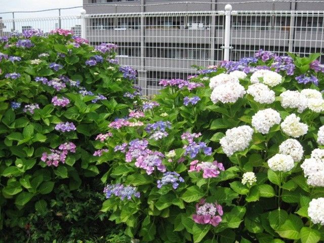 白い柵で囲われた中庭には色とりどりの季節の花が咲いていて、見る人の心を和ませる。天気の良い日には入居者様の憩いの場になる。