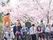 桜の花の下で頬んでいる高齢者とスタッフの様子。仲良く会話している様子が分かる