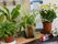 施設内には観葉植物もいくつか置かれている。そのほかにもふくろうや、千代紙で作られた造形物など、和風のものも置かれている。
