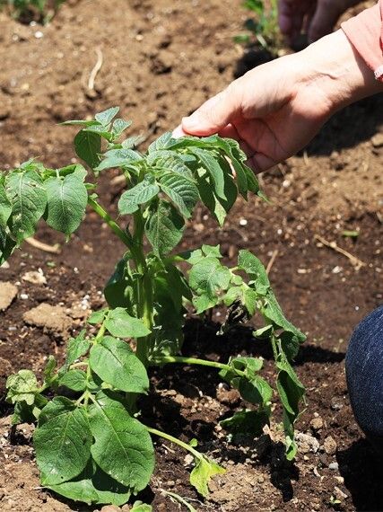 野菜の収穫
