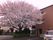 桜が咲く施設前の風景