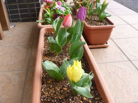 当ホームの庭にはお花を植えたプランターを置くなど、入居者様の毎日に彩りを添える緑の環境も大切にしている。